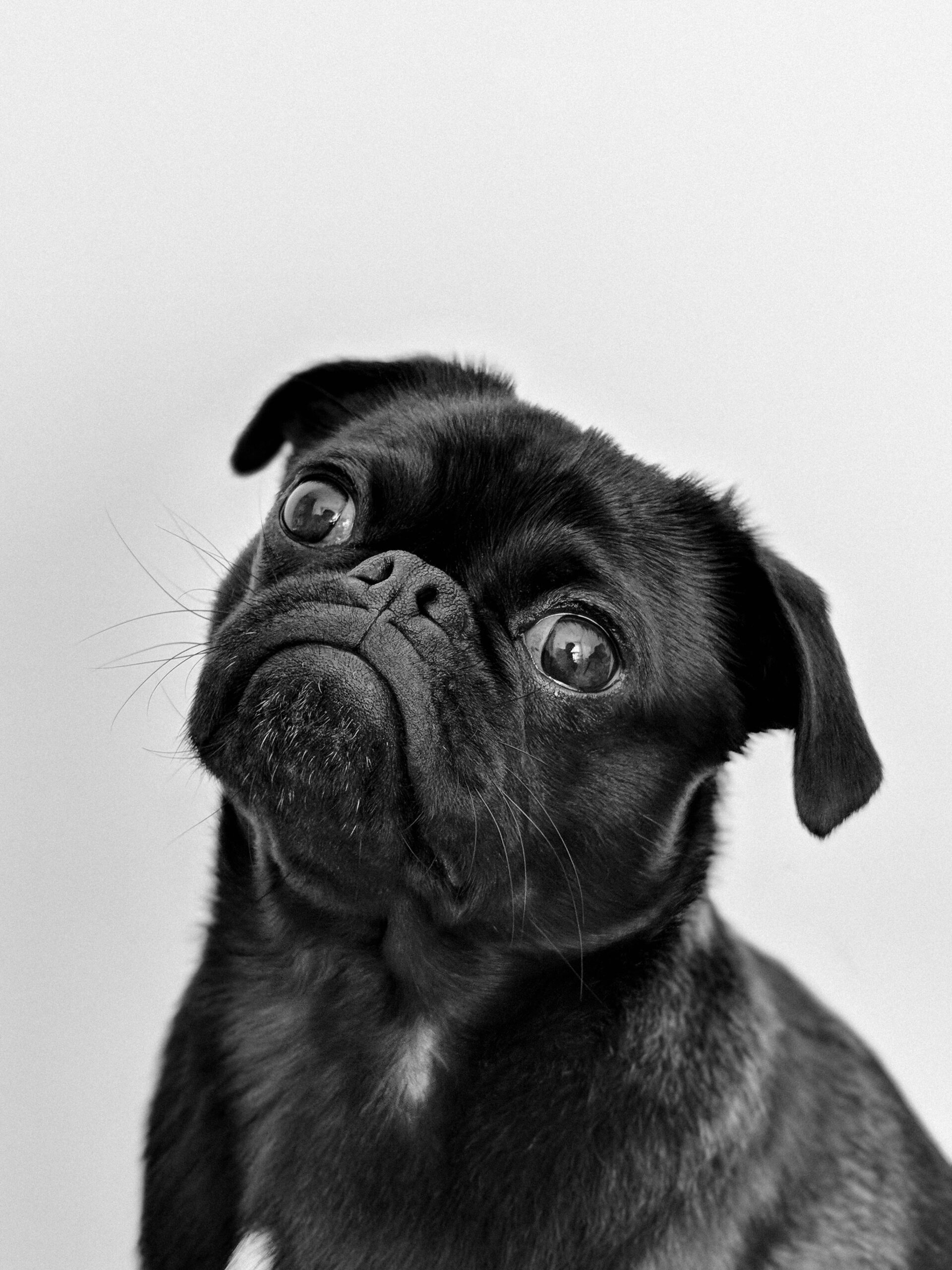 What the woof?